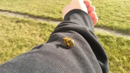 Gerettet Auf meinem Pulli ist sie wieder aufgewärmt worden. Sie war klamm und kam nach 10 Minuten wieder zu sich mit warmem Atem und Pulli